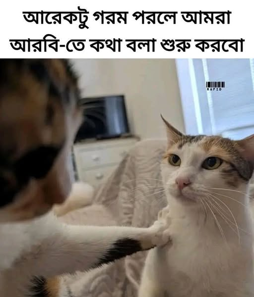 admin@rwfahim 37